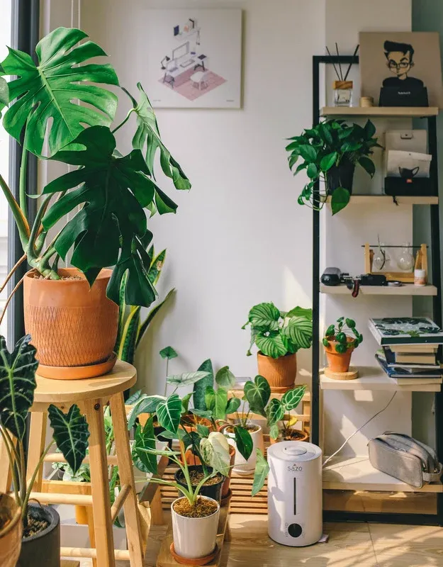 A room full of plants and sunlight