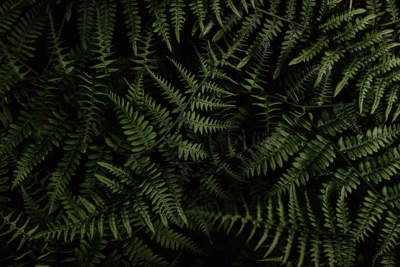 A beatuful green fern